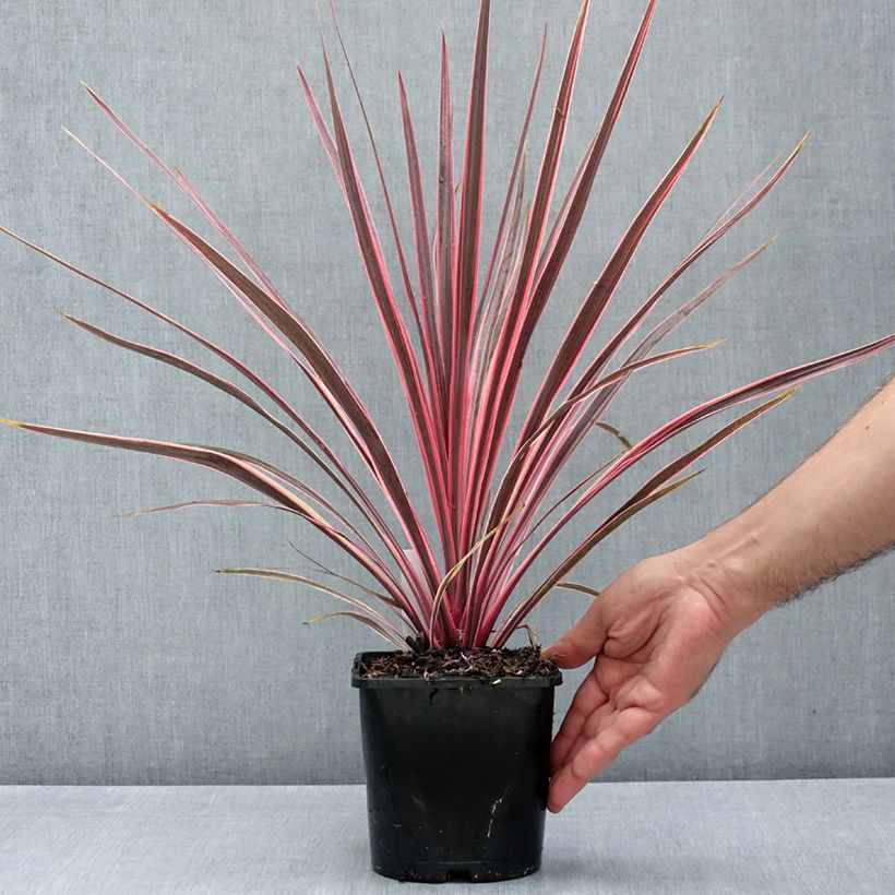 Exemplaar van Cordyline Charlie Boy - Koolpalm Pot van 2 l/3 l zoals geleverd in de zomer