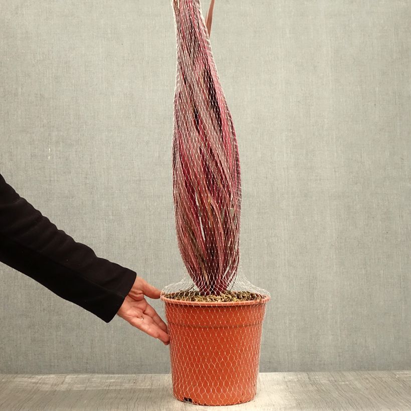 Exemplaar van Cordyline Charlie Boy - Koolpalm Pot van 4 l/5 l zoals geleverd in de herfst