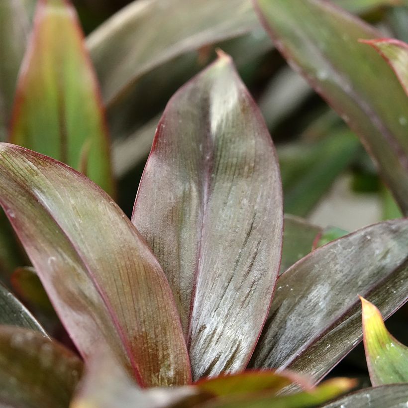 Cordyline fructicosa Purple Compacta - Geluksplant (Blad)