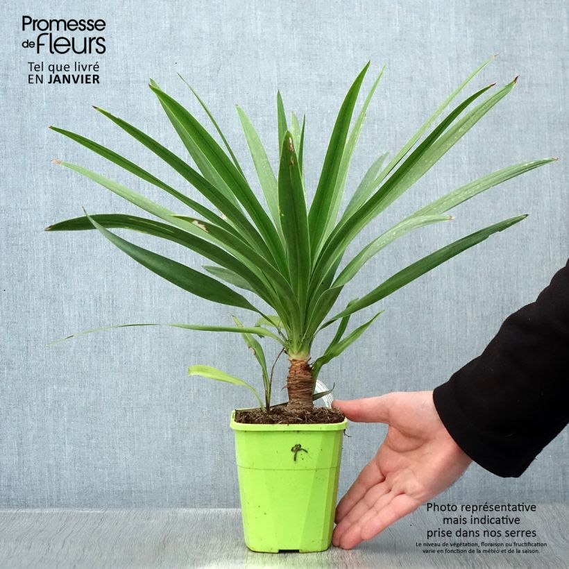 Exemplaar van Cordyline Ti Tawhiti Pot de 1L/1,5L zoals geleverd in de winter