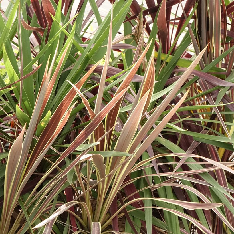 Cordyline trio pot déco Black Knight Electric Flash Peko - Koolpalm (Blad)