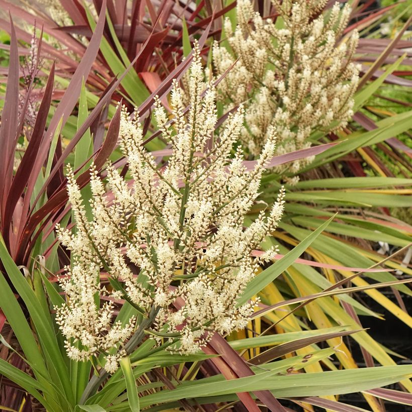 Cordyline trio pot déco Black Knight Electric Flash Peko - Koolpalm (Bloei)