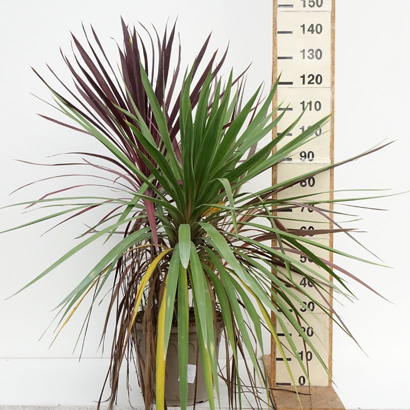 Exemplaar van Cordyline trio pot déco Black Knight Electric Flash Peko - Koolpalm Pot van 20 l/25 l zoals geleverd in de herfst