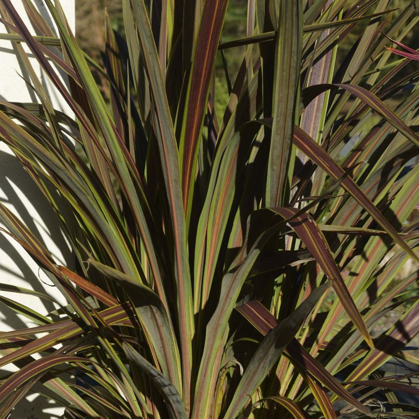 Cordyline Electric Star - Koolpalm (Foliage)