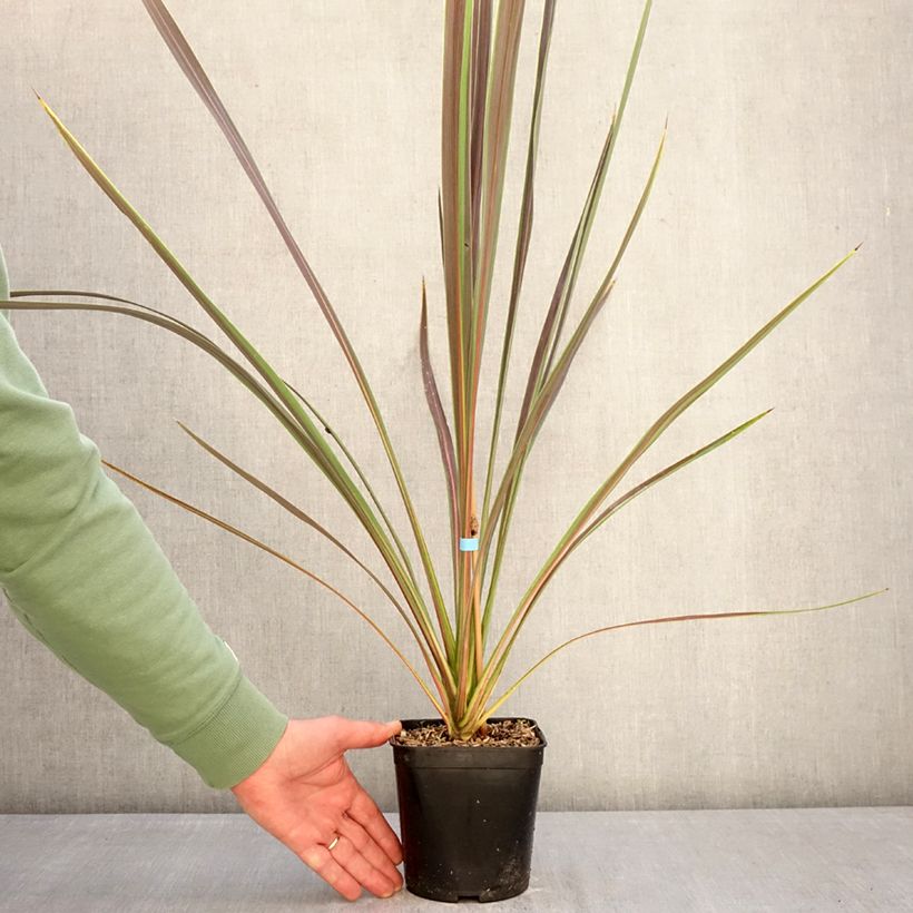 Example of Cordyline Electric Star - Koolpalm Pot van 1,5 l/2 l as you get in hiver