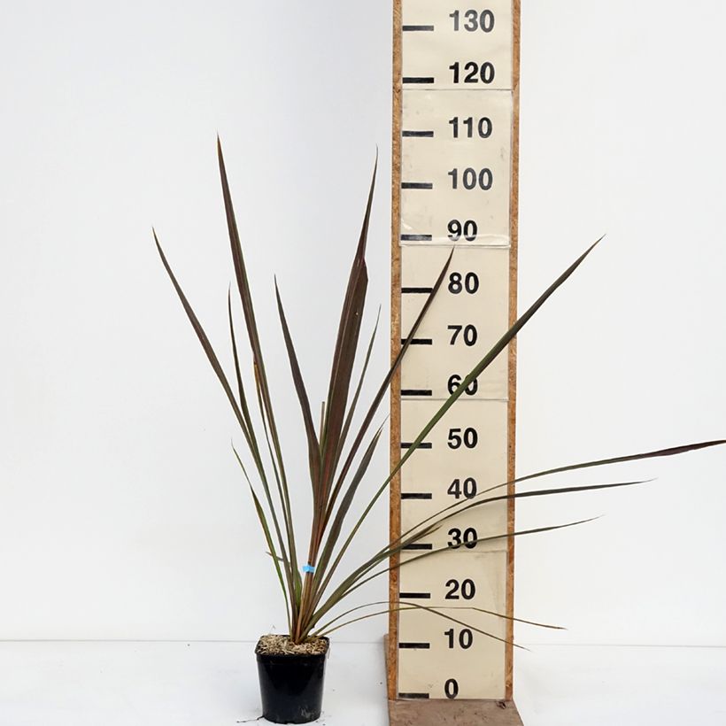 Exemplaar van Cordyline Electric Star - Koolpalm Pot van 1,5 l/2 l zoals geleverd in de lente
