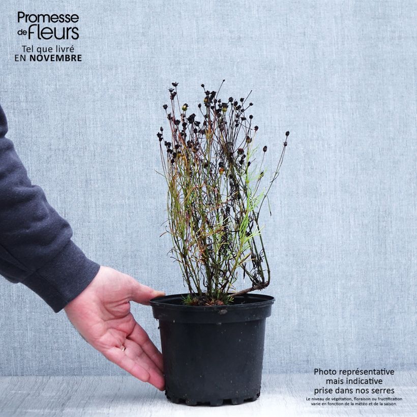 Exemplaar van Coreopsis Cosmic Eye - Meisjesogen Pot van 2 l/3 l zoals geleverd in de herfst