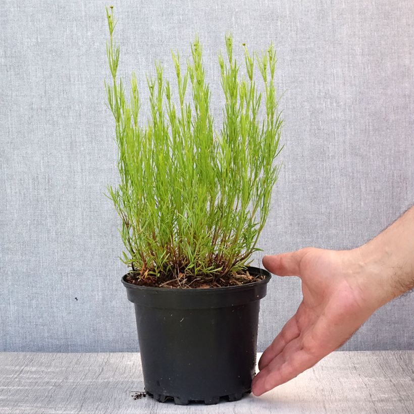 Exemplaar van Coreopsis Cosmic Eye - Meisjesogen Pot van 2 l/3 l zoals geleverd in de zomer