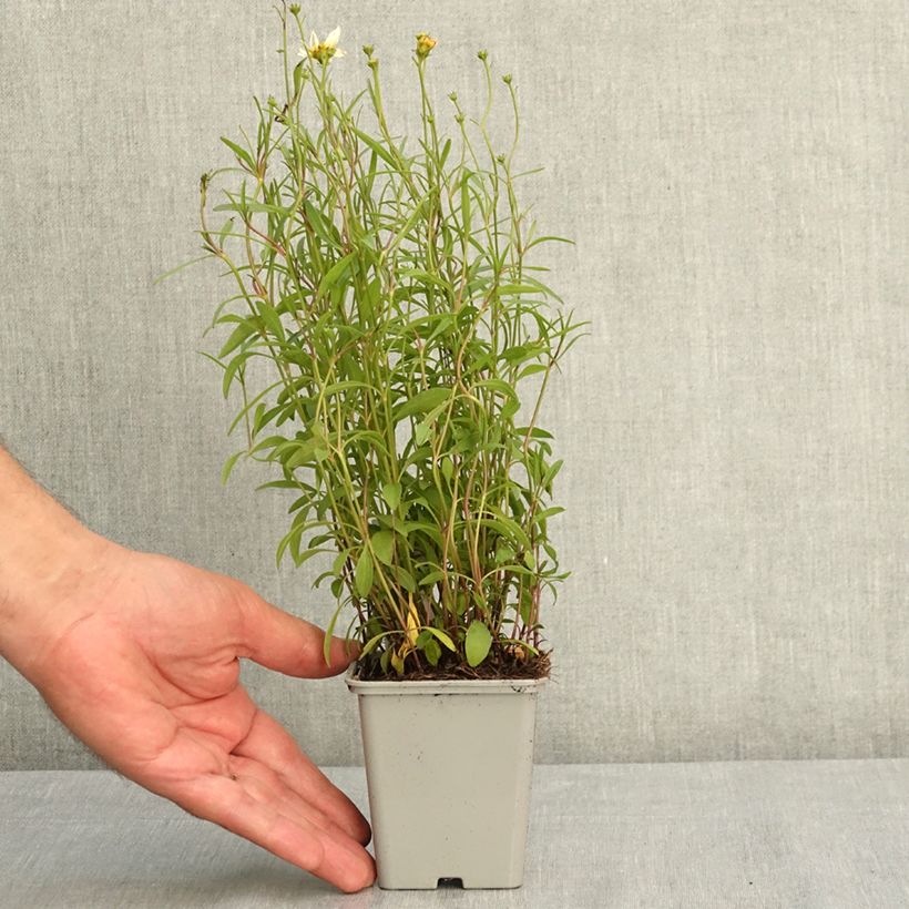 Exemplaar van Coreopsis Fool's Gold - Meisjesogen Kweekpotje van 8/9 cm zoals geleverd in de zomer