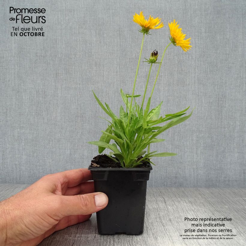 Exemplaar van Coreopsis grandiflora Louis d'Or - Meisjesogen Kweekpotje van 7/8 cm zoals geleverd in de herfst