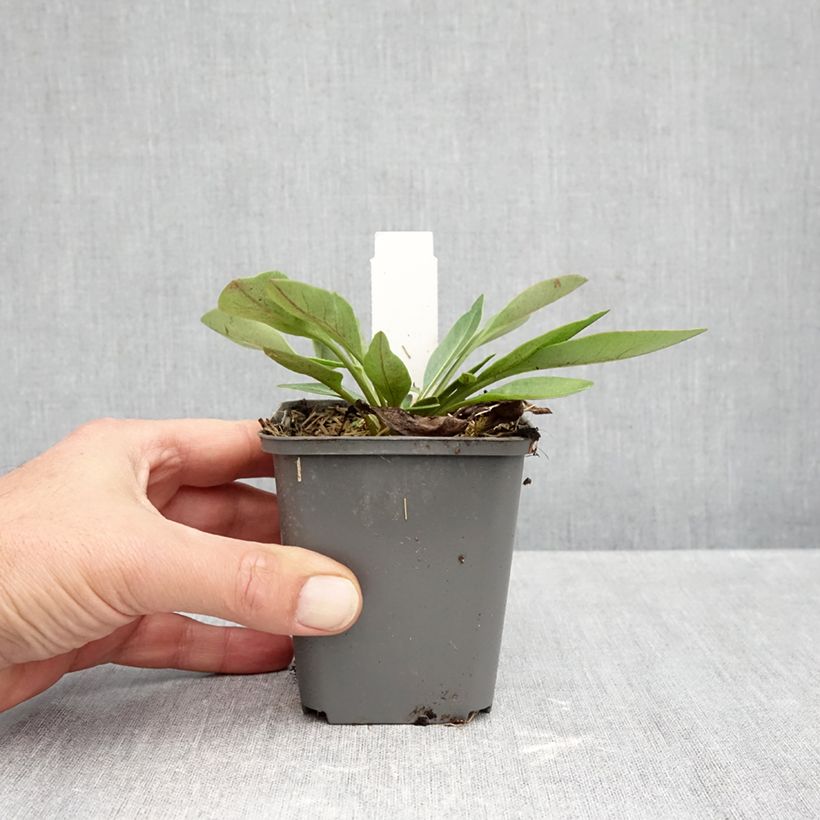 Exemplaar van Coreopsis grandiflora Solar Fancy - Meisjesogen Kweekpotje van 7/8 cm zoals geleverd in de herfst
