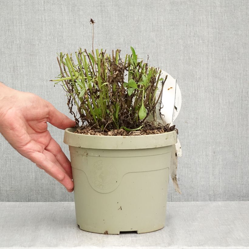 Exemplaar van Coreopsis grandiflora Solar Fancy - Meisjesogen Pot van 3 l/4 l zoals geleverd in de herfst