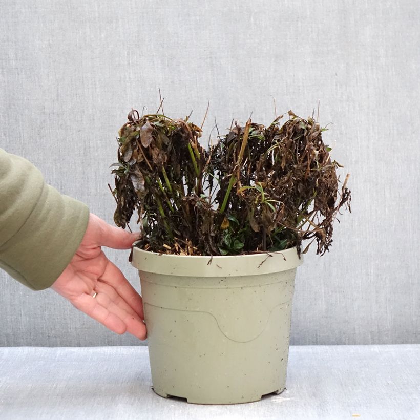 Example of Coreopsis grandiflora Solar Jewel - Meisjesogen Pot van 3 l/4 l as you get in hiver