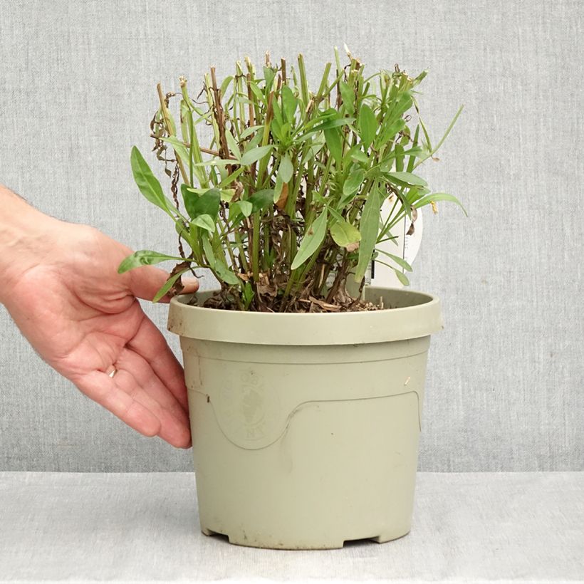 Exemplaar van Coreopsis grandiflora Solar Moon - Meisjesogen Pot van 3 l/4 l zoals geleverd in de herfst