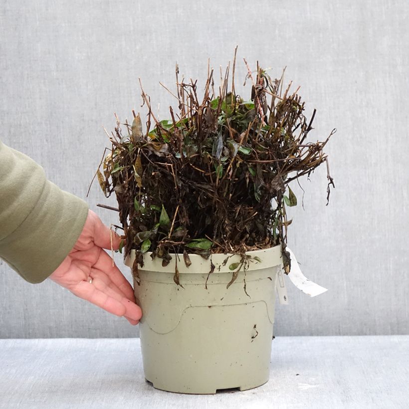 Exemplaar van Coreopsis grandiflora Solar Moon - Meisjesogen Pot van 3 l/4 l zoals geleverd in de winter