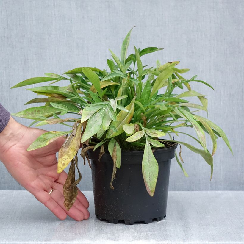 Exemplaar van Coreopsis grandiflora Sonnenkind - Meisjesogen Pot van 2 l/3 l zoals geleverd in de herfst