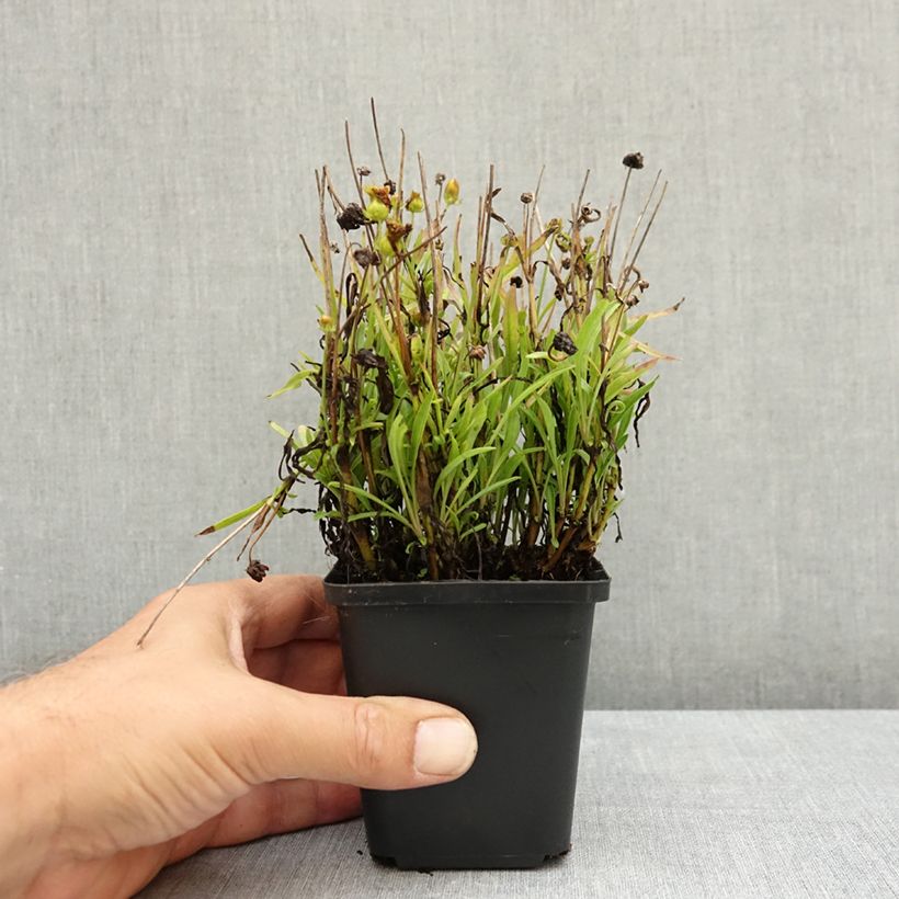 Exemplaar van Coreopsis grandiflora Sunkiss - Meisjesogen Kweekpotje van 8/9 cm zoals geleverd in de zomer