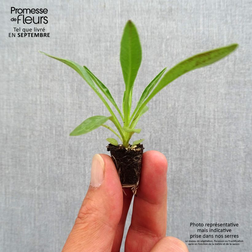 Exemplaar van Coreopsis grandiflora Sunkiss - Meisjesogen Mini-mot Ø 3/4 cm zoals geleverd in de herfst