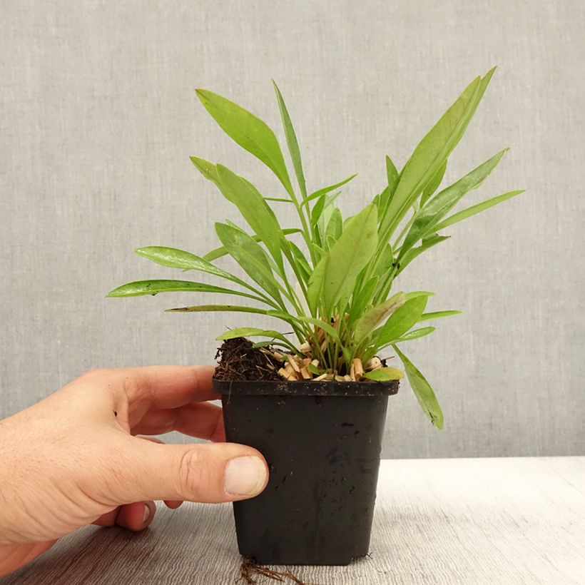 Exemplaar van Coreopsis lanceolata Baby Gold - Meisjesogen Kweekpotje van 8/9 cm zoals geleverd in de herfst