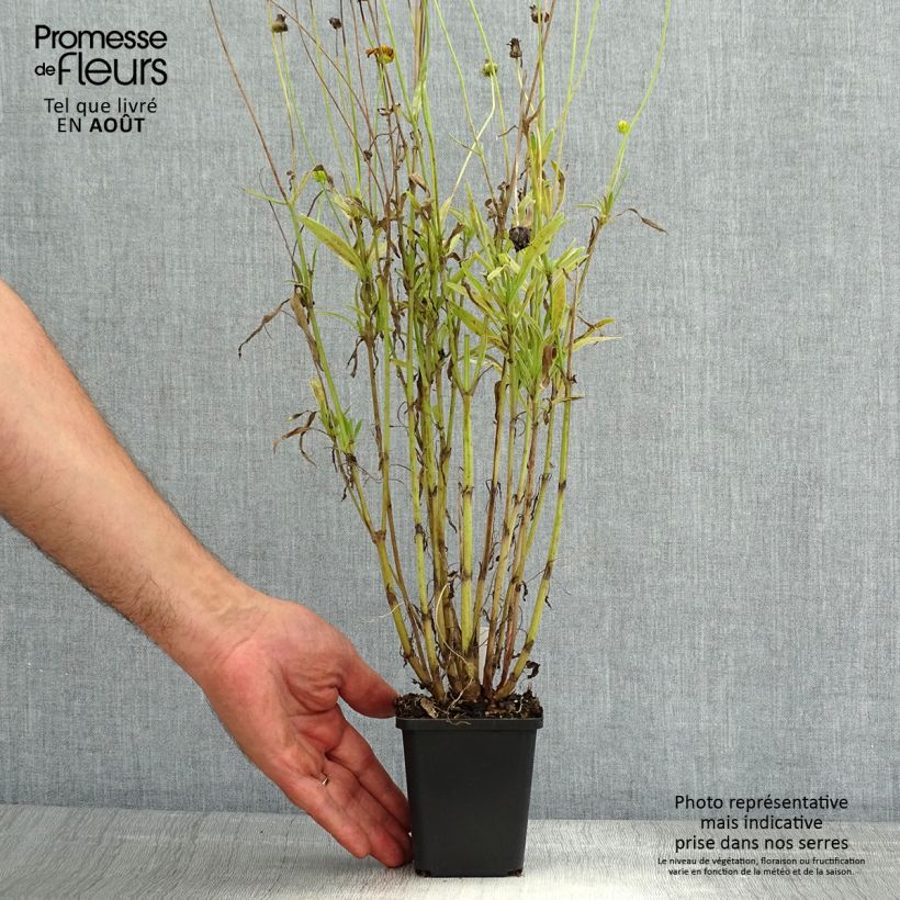 Exemplaar van Coreopsis lanceolata Baby Gold - Meisjesogen Kweekpotje van 8/9 cm zoals geleverd in de zomer