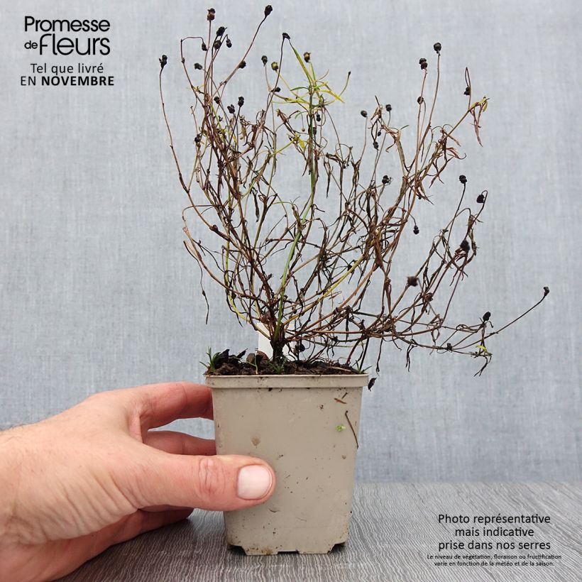 Exemplaar van Coreopsis Limerock Passion - Meisjesogen Kweekpotje van 8/9 cm zoals geleverd in de herfst