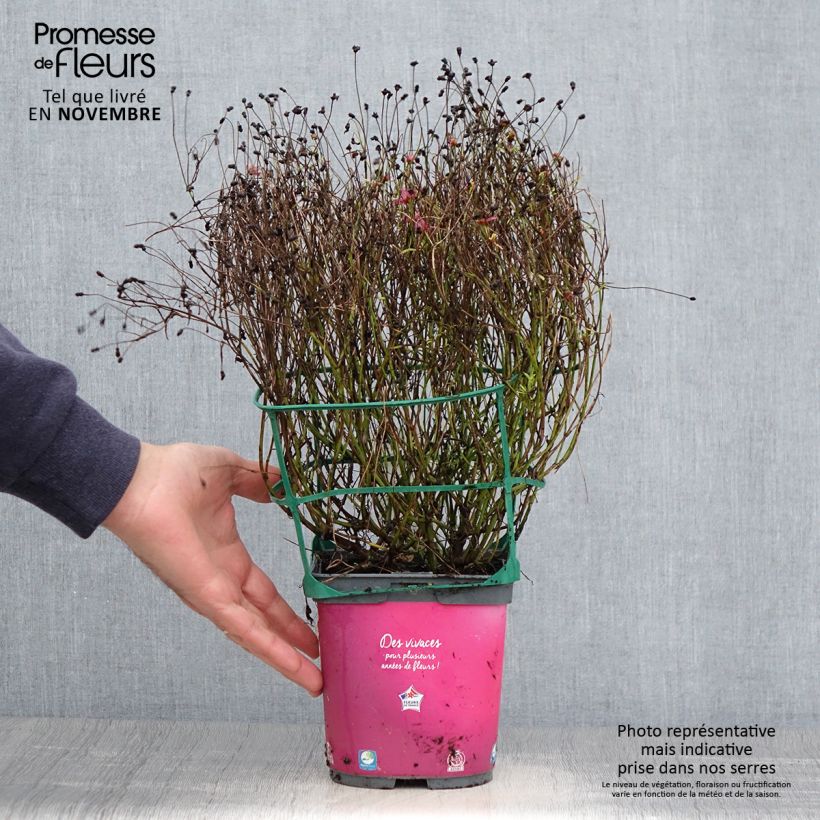 Exemplaar van Coreopsis Limerock Passion - Meisjesogen Pot van 2 l/3 l zoals geleverd in de herfst