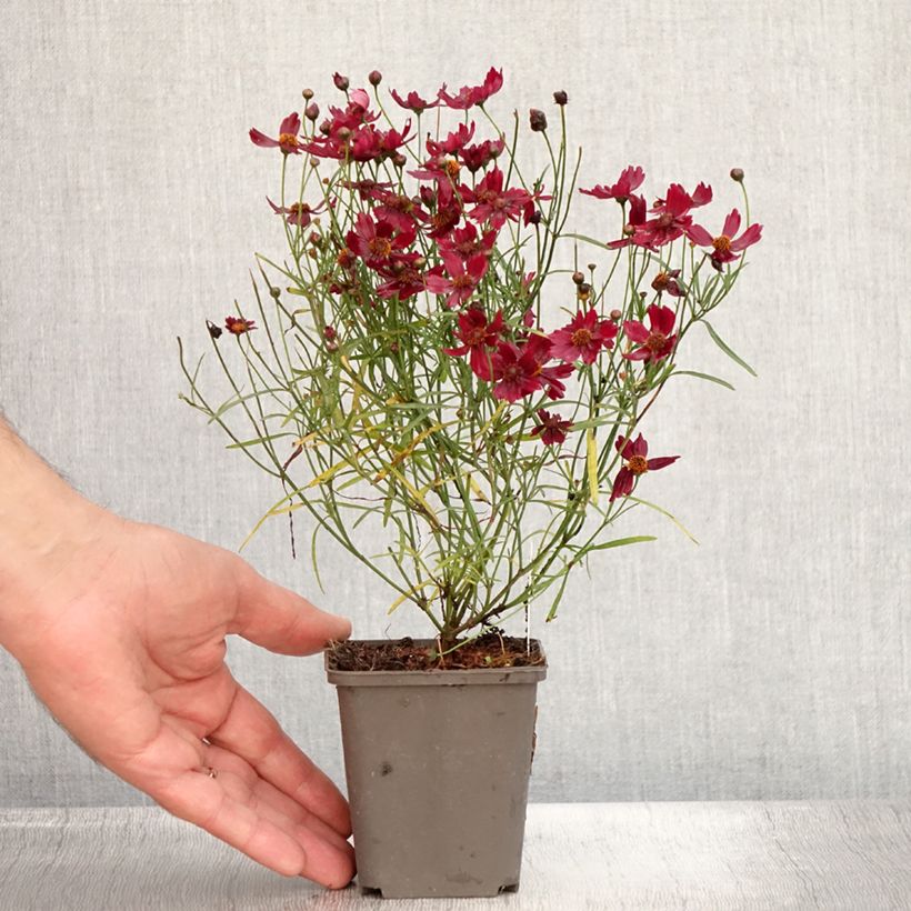 Exemplaar van Coreopsis rosea Limerock Ruby - Roze meisjesogen Kweekpotje van 8/9 cm zoals geleverd in de zomer