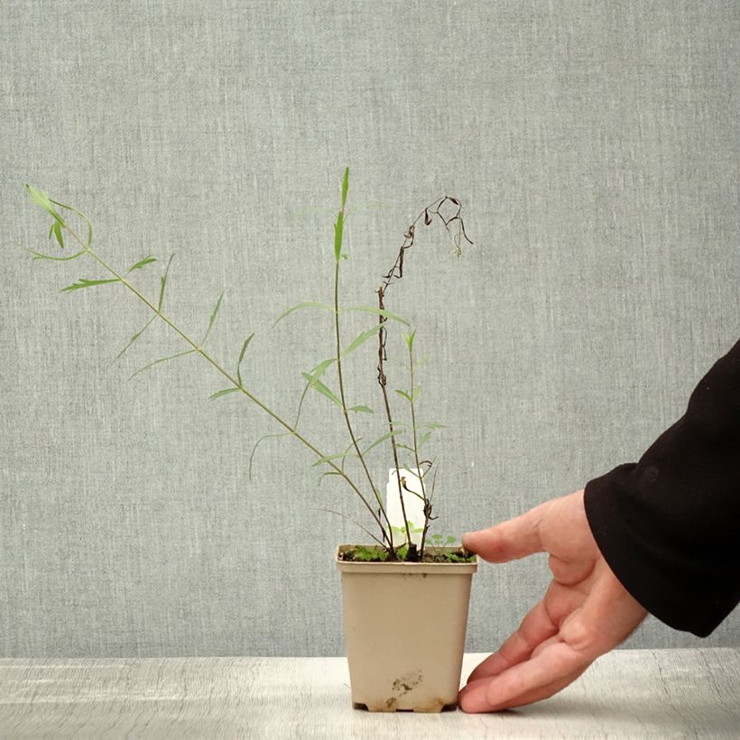 Exemplaar van Coreopsis palmata - Meisjesogen Kweekpotje van 8/9 cm zoals geleverd in de herfst