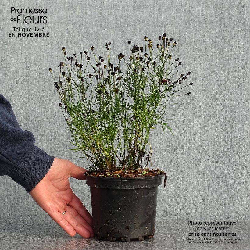 Exemplaar van Coreopsis Red Satin - Meisjesogen Pot van 2 l/3 l zoals geleverd in de herfst