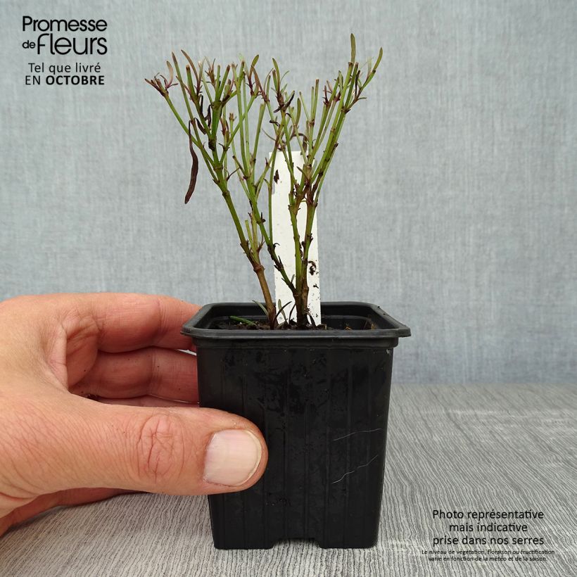 Exemplaar van Coreopsis Redshift - Meisjesogen Kweekpotje van 8/9 cm zoals geleverd in de herfst
