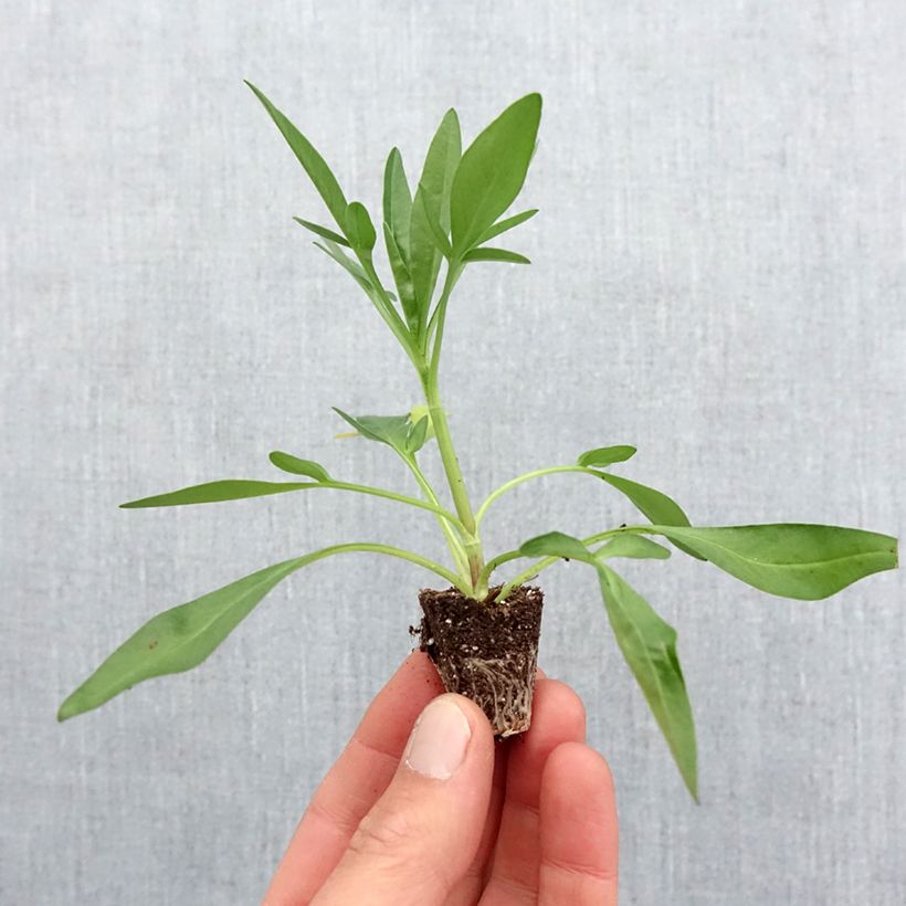 Exemplaar van Coreopsis Uptick Rood - Meisjesogen Mini-mot Ø 3/4 cm zoals geleverd in de lente