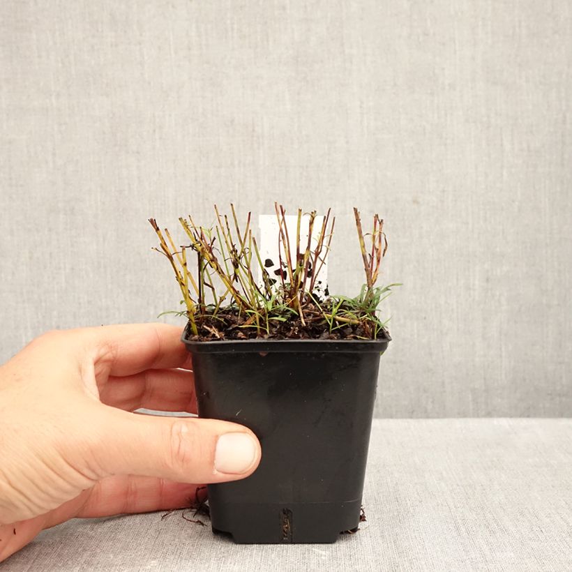 Exemplaar van Coreopsis verticilata Sunbeam - Meisjesogen Kweekpotje van 8/9 cm zoals geleverd in de herfst