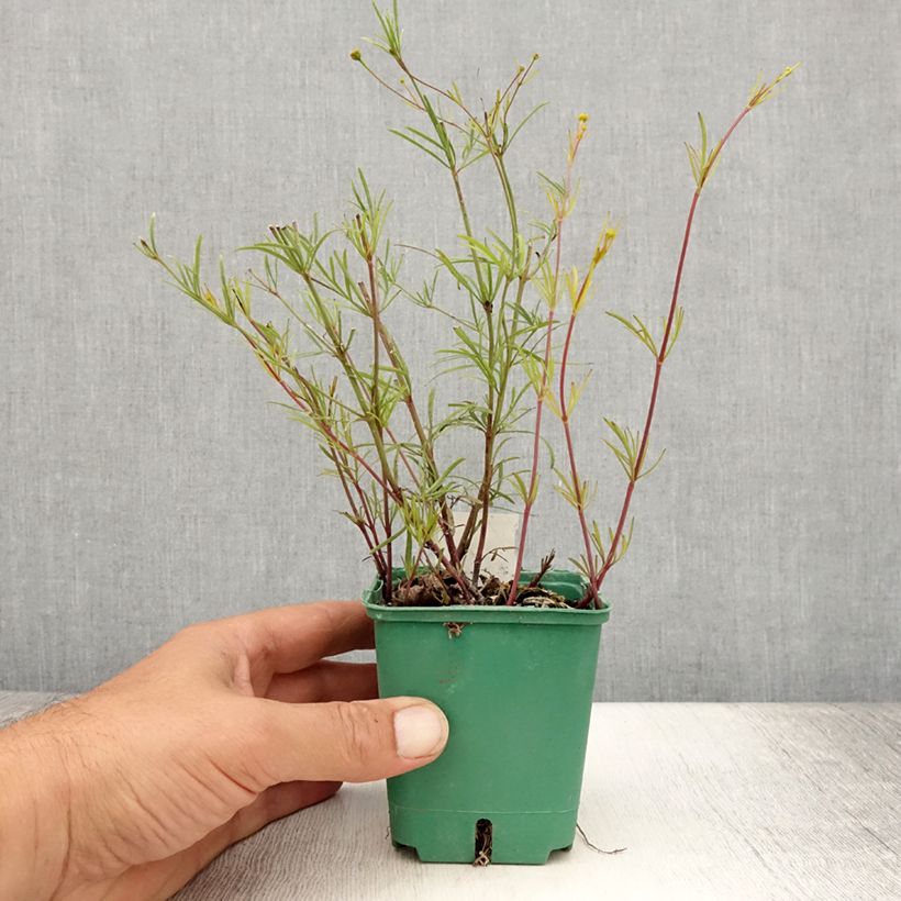 Exemplaar van Coreopsis verticilata Sunbeam - Meisjesogen Kweekpotje van 8/9 cm zoals geleverd in de zomer