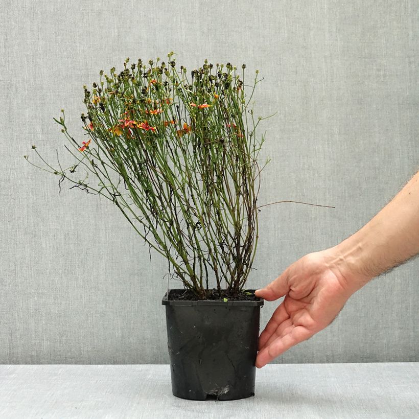 Exemplaar van Coreopsis verticillata Ladybird - Meisjesogen Pot van 1,5 l/2 l zoals geleverd in de zomer