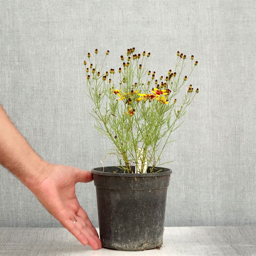 Exemplaar van Coreopsis verticillata S&S Curry Up - Meisjesogen Pot van 2 l/3 l zoals geleverd in de zomer