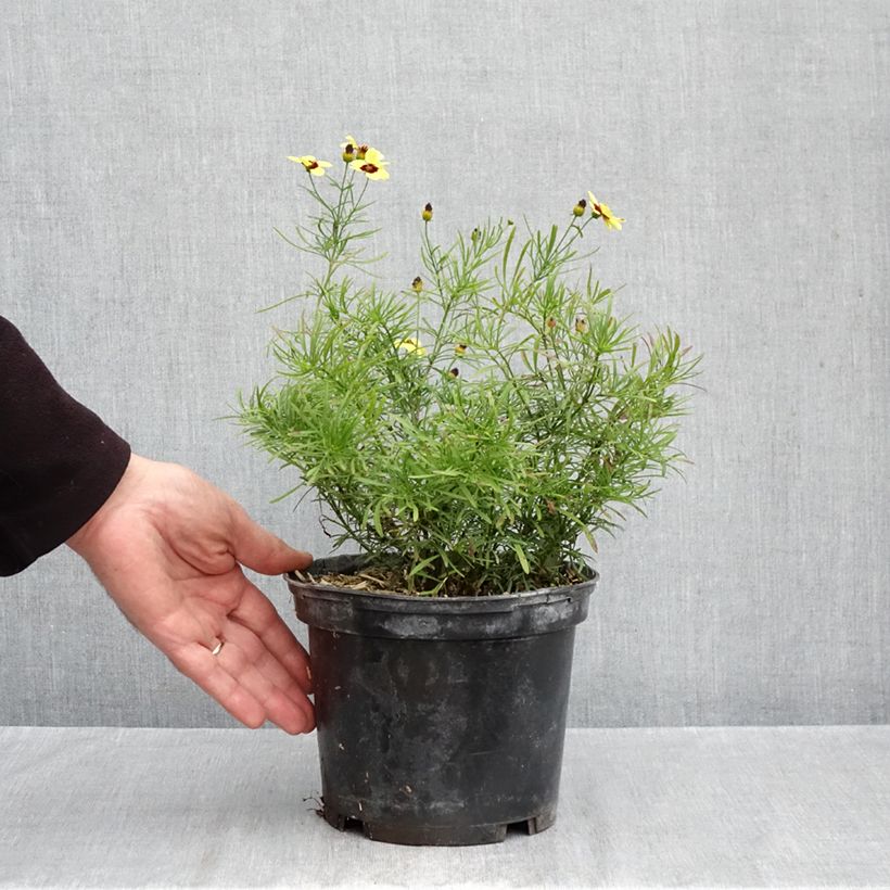 Exemplaar van Coreopsis verticillata Sassy Saffron - Meisjesogen Pot van 2 l/3 l zoals geleverd in de herfst