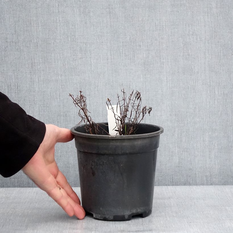 Exemplaar van Coreopsis verticillata Sassy Saffron - Meisjesogen Pot van 2 l/3 l zoals geleverd in de winter