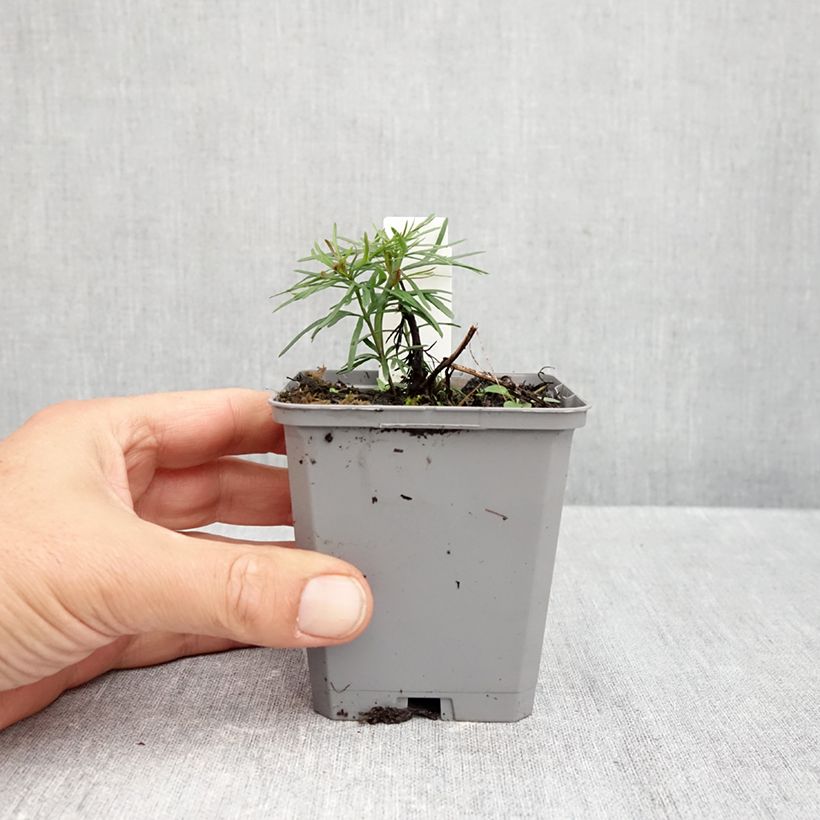 Exemplaar van Coreopsis verticillata Zagreb - Meisjesogen Kweekpotje van 8/9 cm zoals geleverd in de herfst
