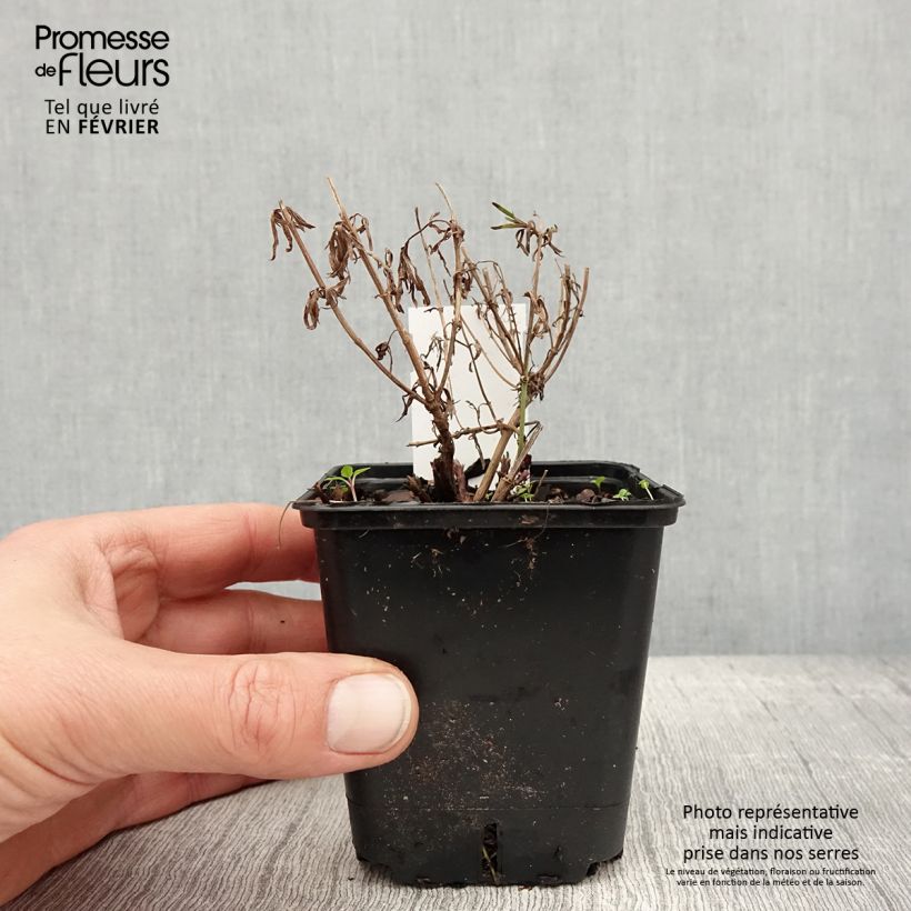 Exemplaar van Coreopsis verticillata Zagreb - Coréopsis verticillé Godet de 8/9 cm zoals geleverd in de winter