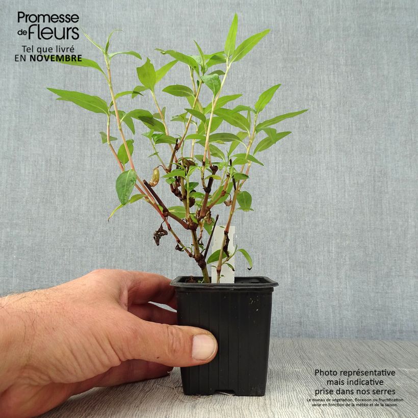 Exemplaar van Vietnamese koriander - Persicaria odorata (jonge planten) Kweekpotje van 8/9 cm zoals geleverd in de herfst