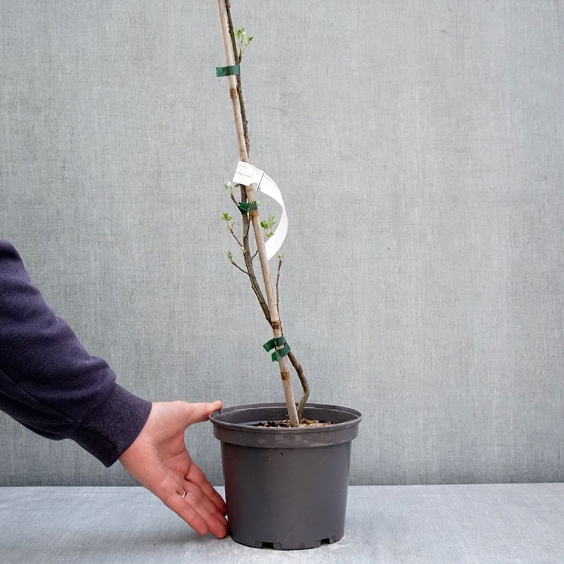 Exemplaar van Sorbus domestica - Peerlijsterbes Pot van 3 l/4 l zoals geleverd in de lente
