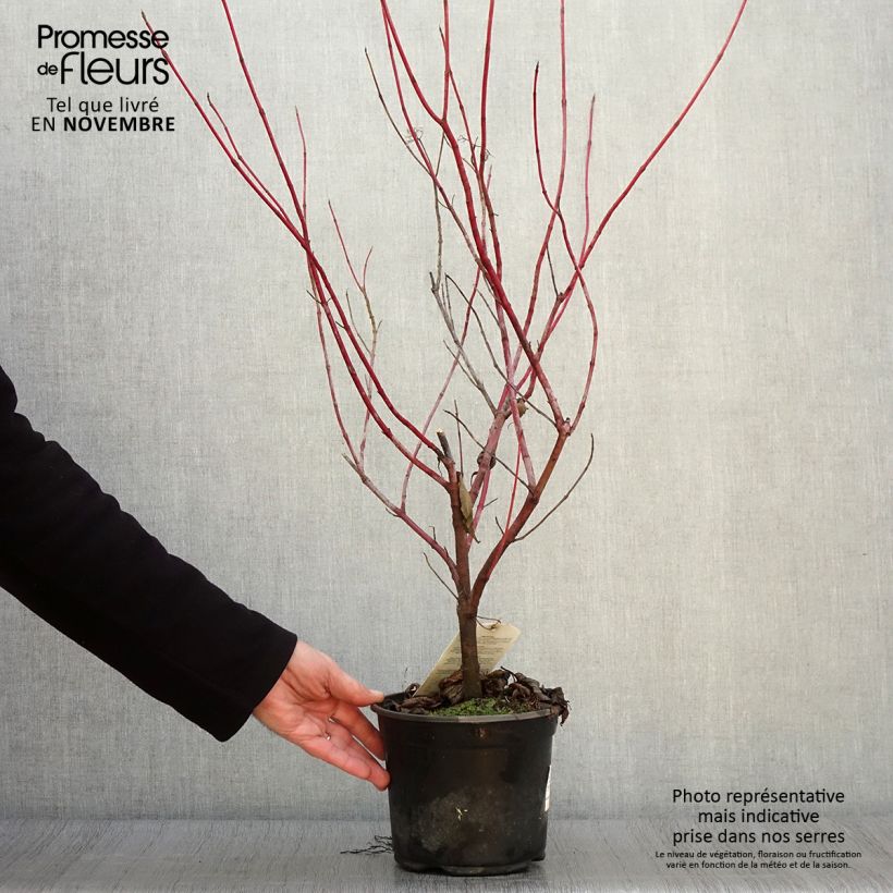 Exemplaar van Witte kornoelje - Cornus alba Pot van 2 l/3 l zoals geleverd in de herfst