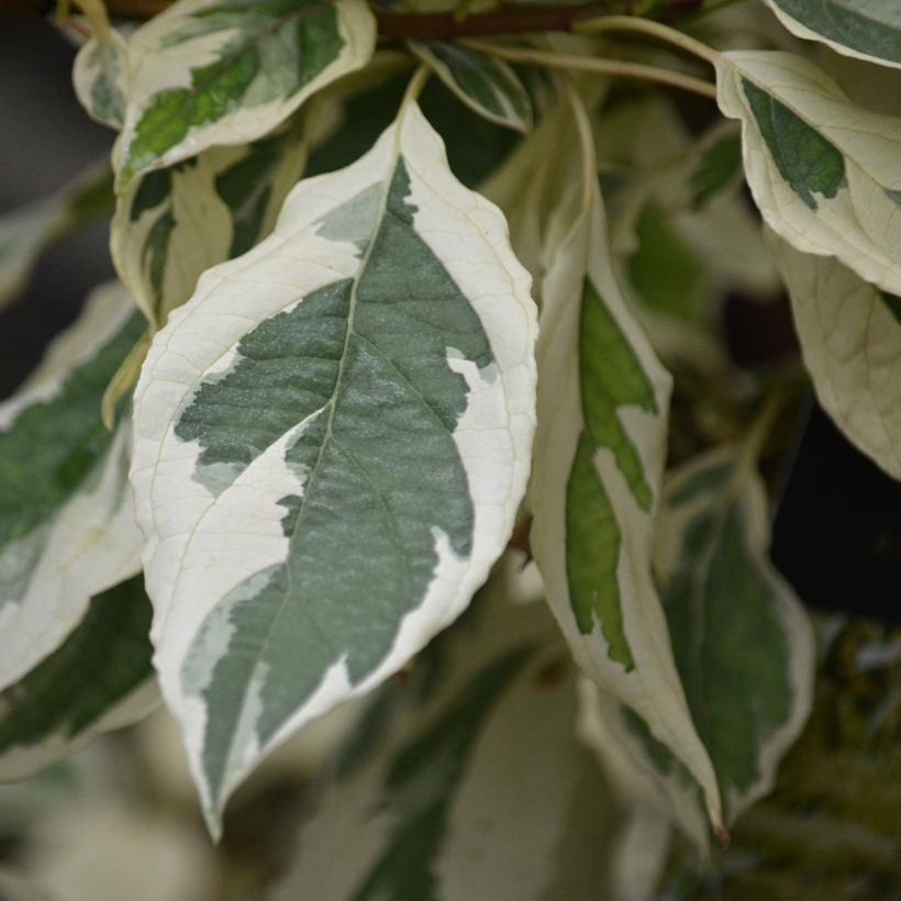 Cornus controversa Variegata - Reuzenkornoelje (Blad)