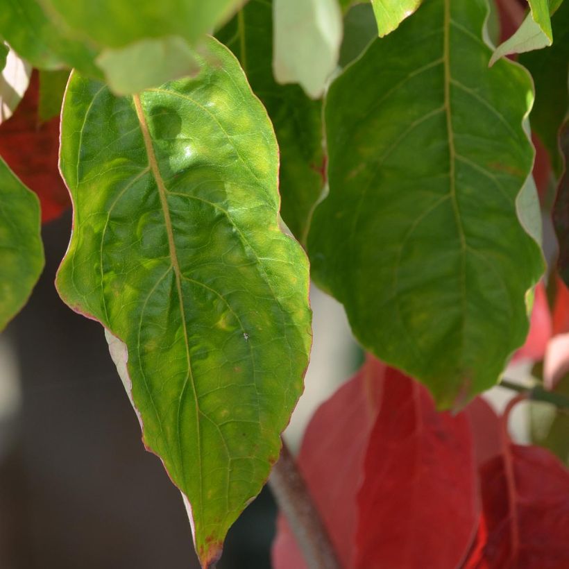 Cornus nuttallii florida Ascona - Grootbloemige kornoelje (Blad)