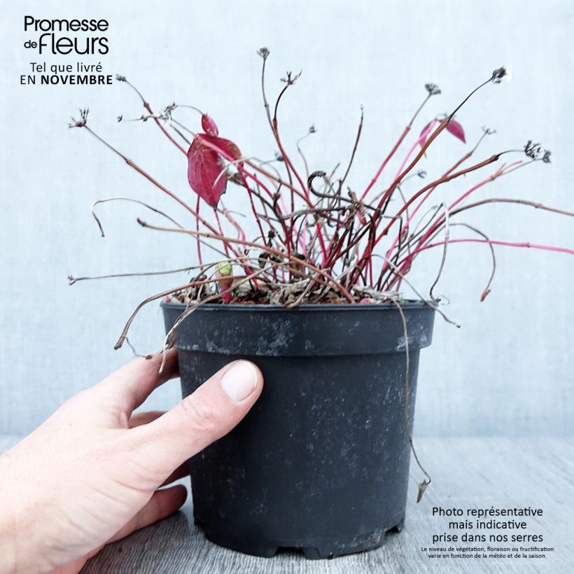 Exemplaar van Cornouiller du Canada - Cornus canadensis Pot de 2L/3L zoals geleverd in de herfst