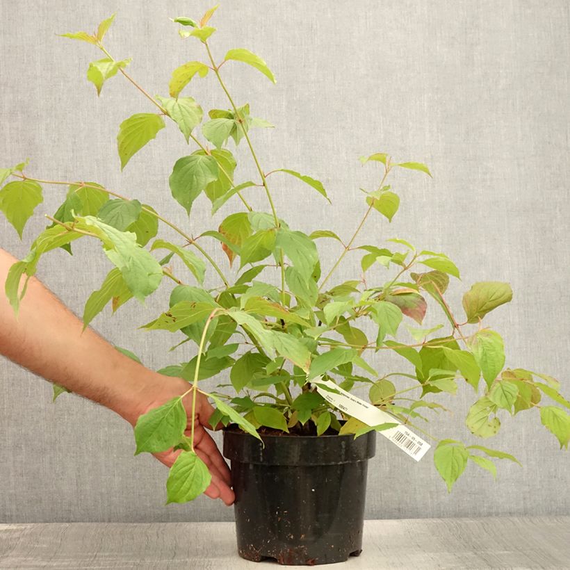 Exemplaar van Cornus sanguinea Anny's Winter Orange - Rode kornoelje Pot van 2 l/3 l zoals geleverd in de zomer