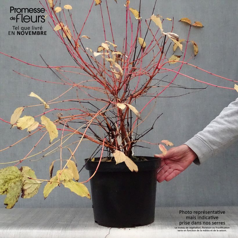 Exemplaar van Cornus sanguinea Anny's Winter Orange - Rode kornoelje Pot van 7,5 l/10 l zoals geleverd in de herfst
