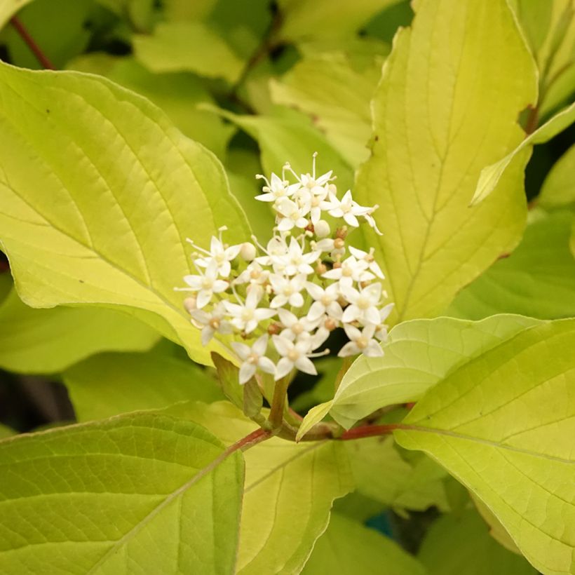 Cornus alba Aurea - Witte kornoelje (Bloei)