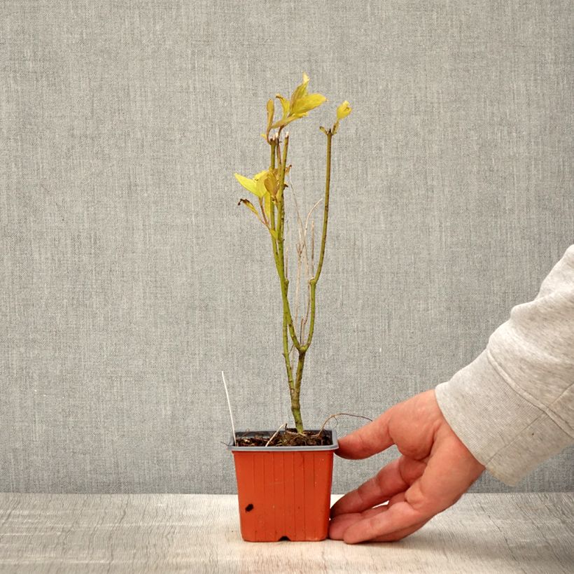 Example of Cornus alba Aurea - Witte kornoelje Kweekpotje van 8/9 cm as you get in printemps