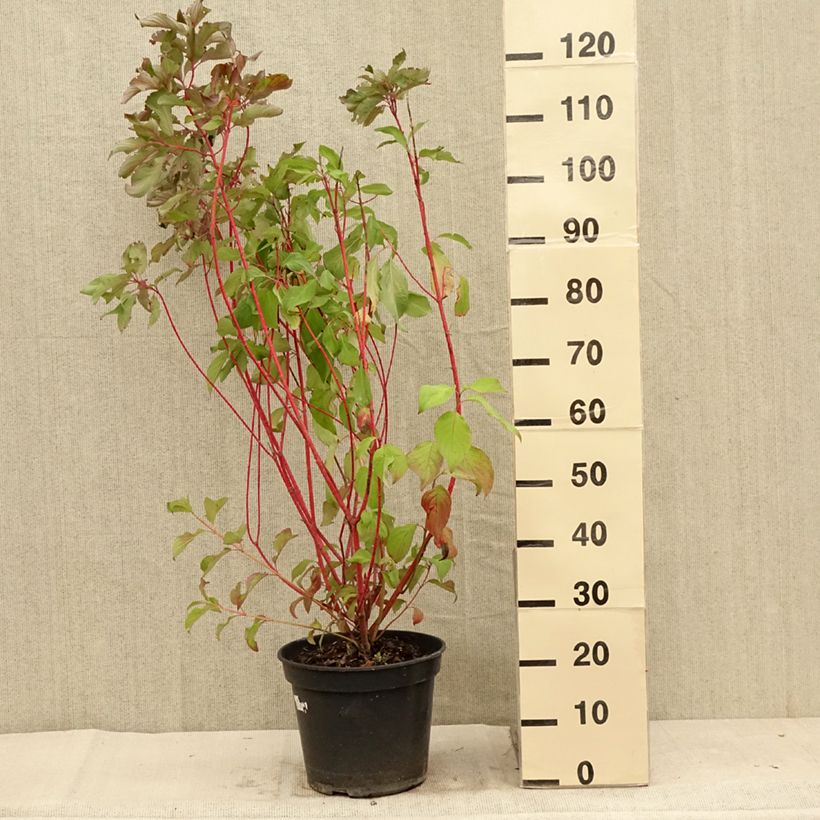 Exemplaar van Cornus alba Baton Rouge - Witte kornoelje Pot van 4 l/5 l zoals geleverd in de zomer